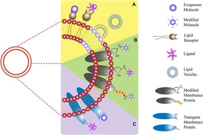 Research Progress on Cell Membrane-Coated Biomimetic Delivery Systems